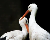 «Дикие однолюбы». Музейное занятие