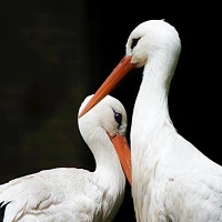 «Дикие однолюбы». Музейное занятие