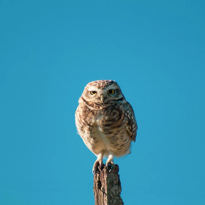 «Академия для малышей». Цикл музейных занятий