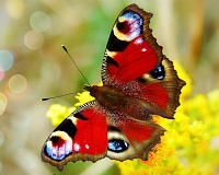 «Дачная фауна под микроскопом». Музейное занятие